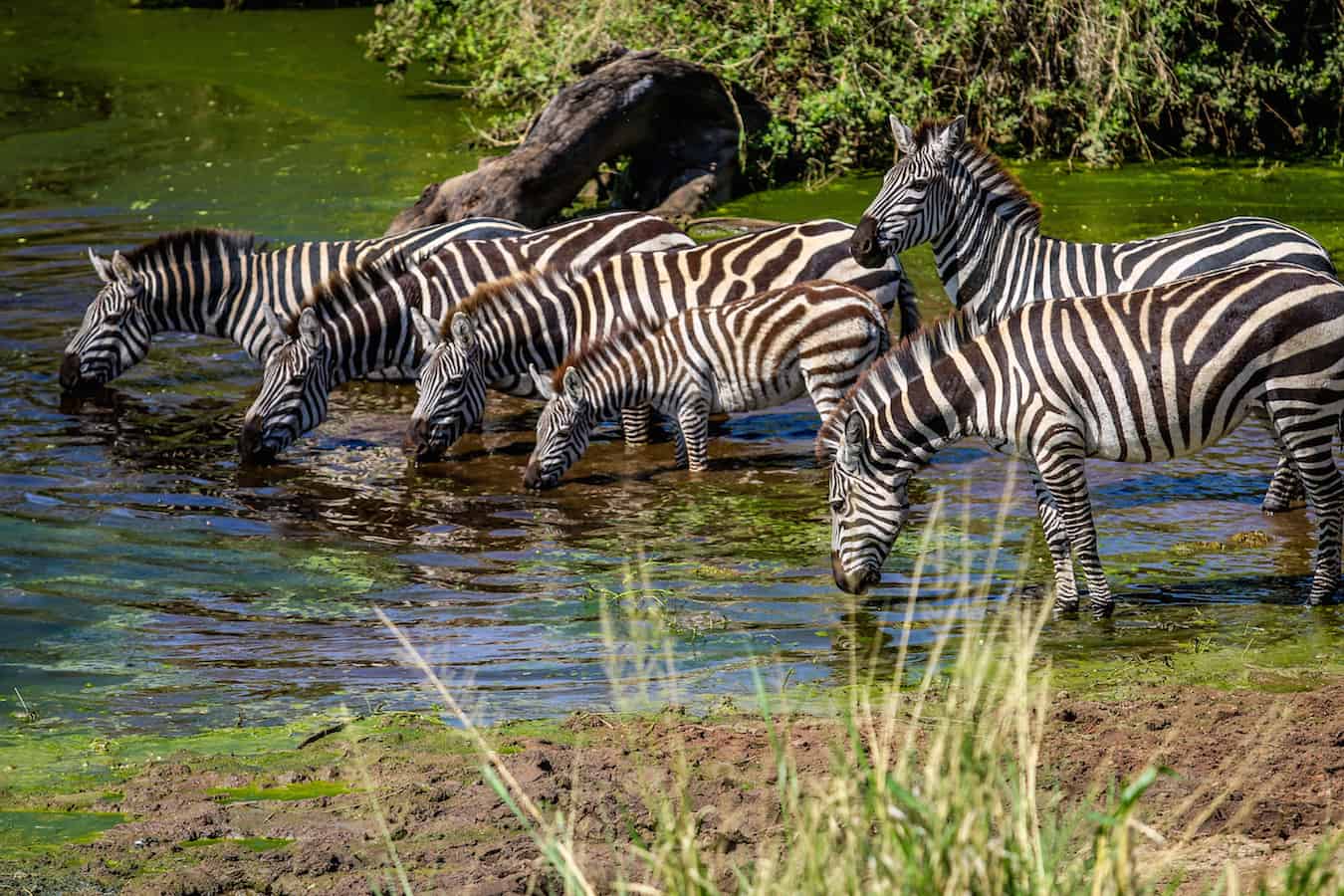 Cover Photo